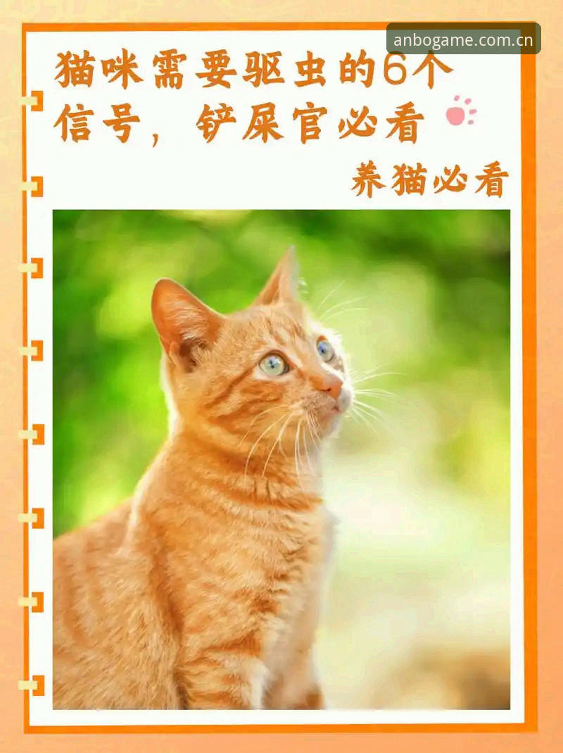 新手必看！安博app安装评测的7个关键步骤与实用技巧
